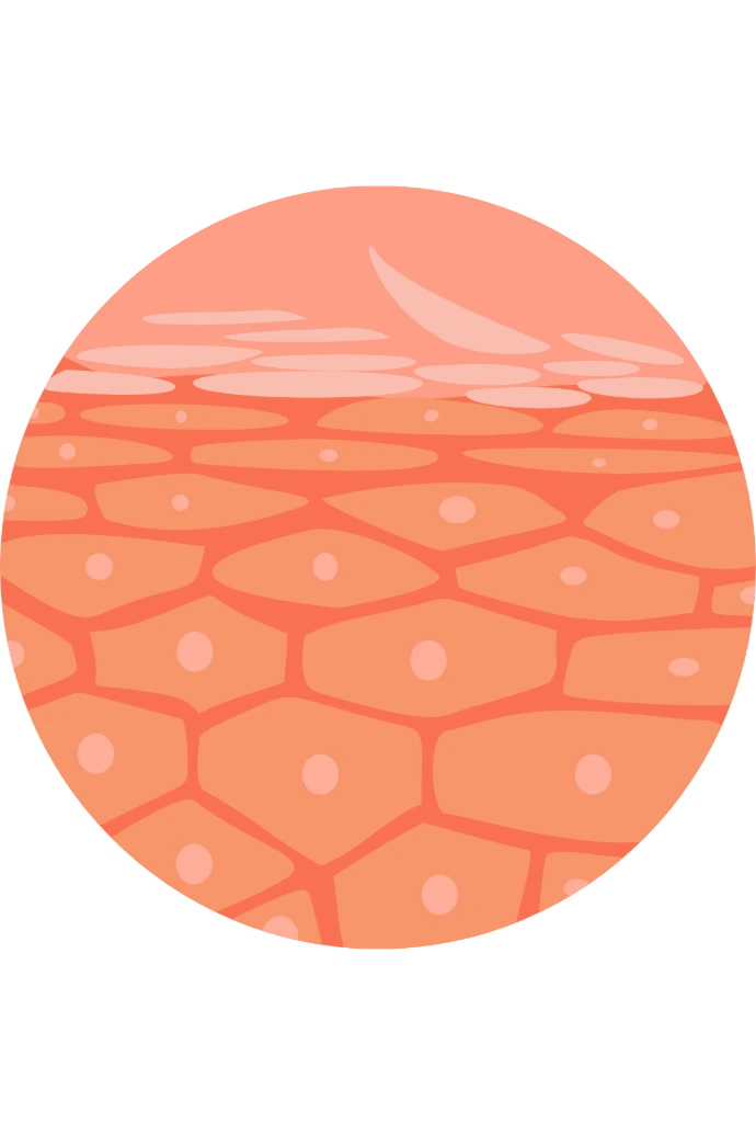 Illustration de la couche cornée montrant la structure protectrice de la barrière cutanée